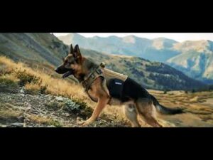 K-9 IFAK Advanced Bleeding Control Kit